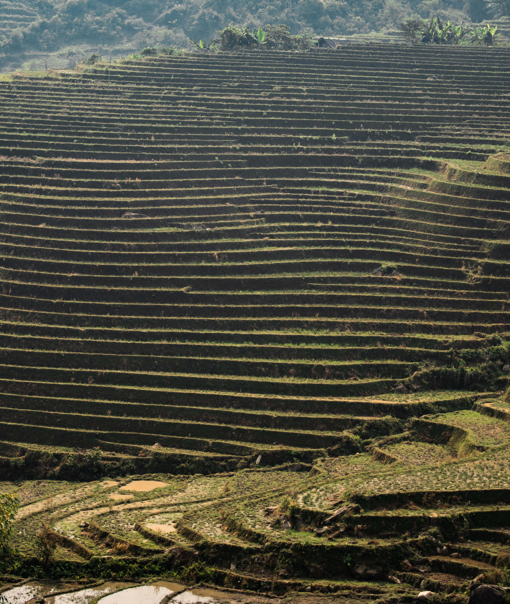 rice terraces in Sapa