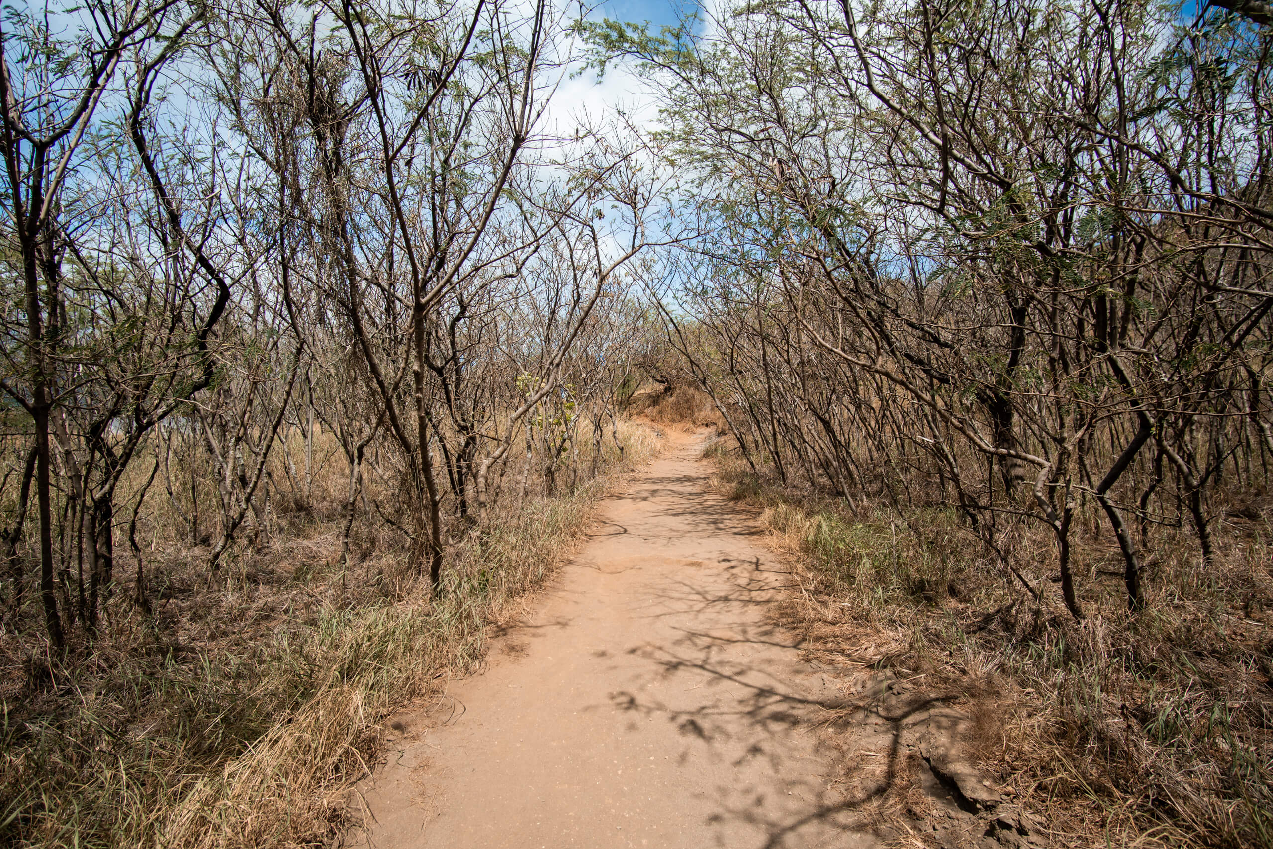 Path to koko head trail head