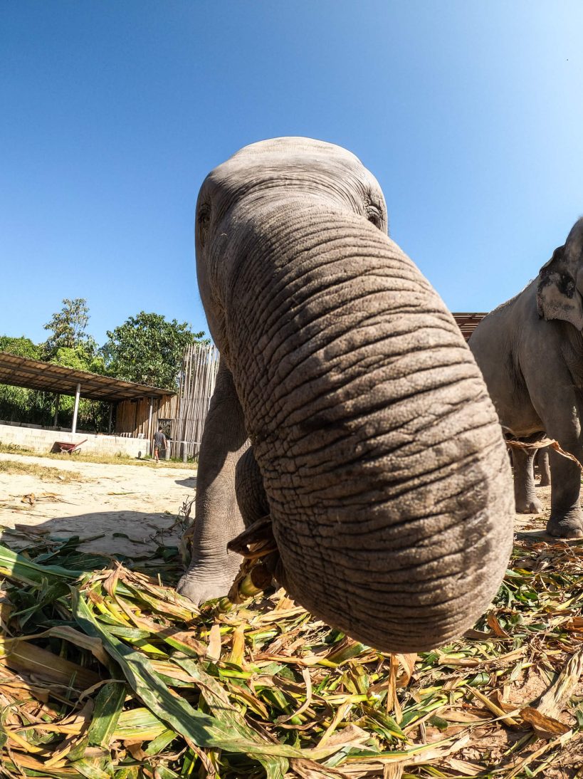 Elephant Jungle Sanctuary