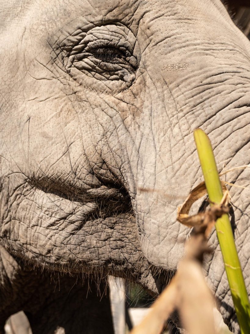 Elephant Feeding