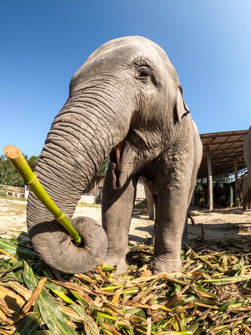 Chiang Mai Elephant